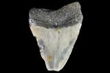 Bargain, Megalodon Tooth - North Carolina #76319-1